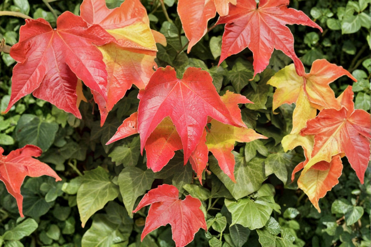 10 Seeds Boston Ivy Parthenocissus tricuspidata Ornamental Climbing Vine