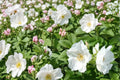 White Rugosa Rose Seeds – Rosa rugosa alba, Fragrant White Flowers, Ornamental Shrub, Hardy Deciduous Plant, Coastal and Landscape Garden