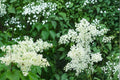 Japanese Tree Lilac Seeds - 10 Pack - Creamy White Flowers - Syringa reticulata - Deciduous Ornamental Tree for Landscapes