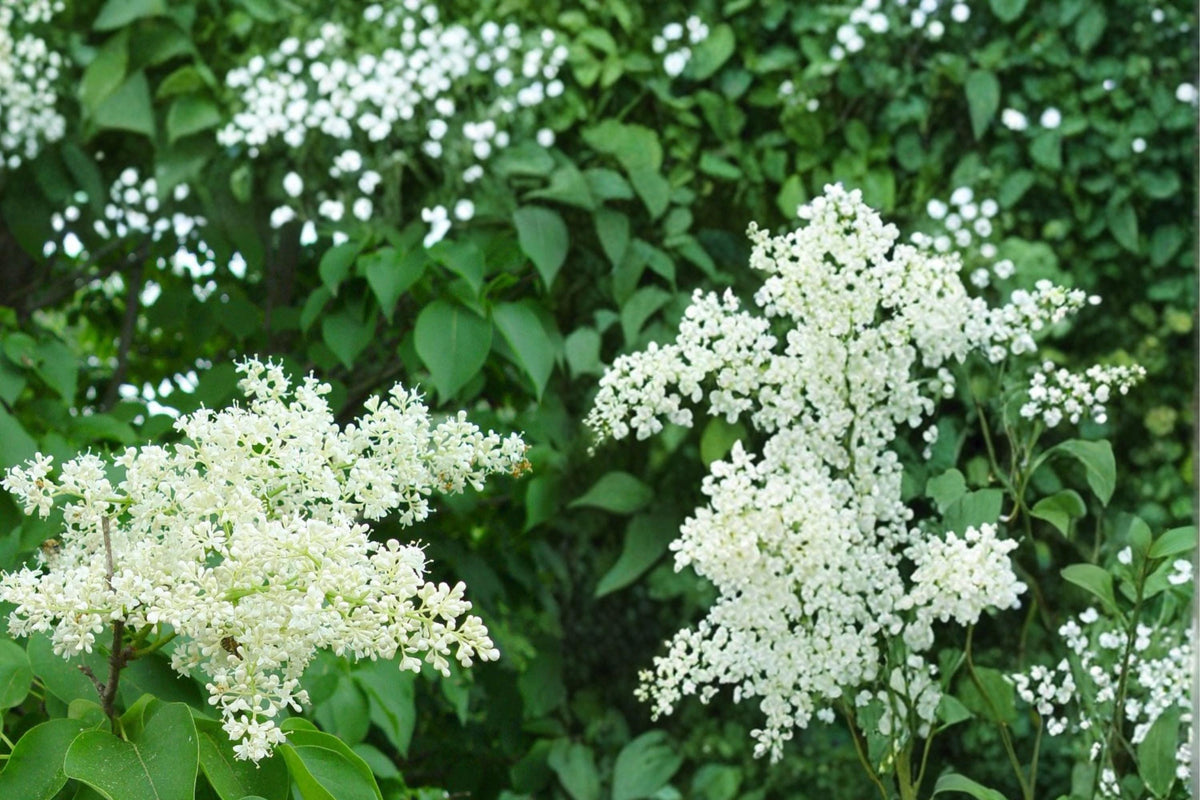 Japanese Tree Lilac Seeds - 10 Pack - Creamy White Flowers - Syringa reticulata - Deciduous Ornamental Tree for Landscapes