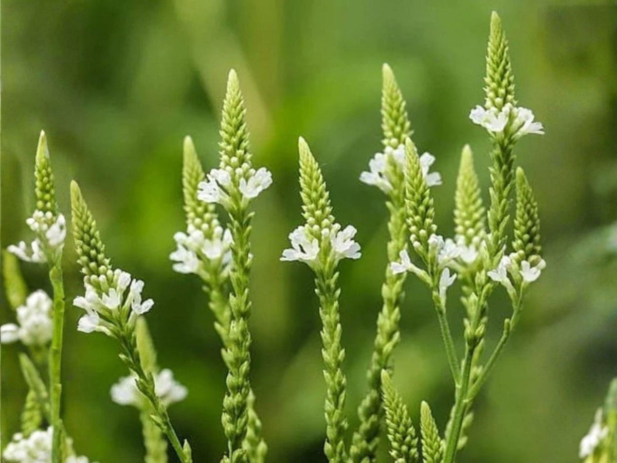 100 White Vervain Seeds Heirloom Native Wildflower Verbena urticifolia Garden Planting
