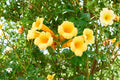 20 Seeds Yellow Trumpet Vine Campsis radicans Flava
