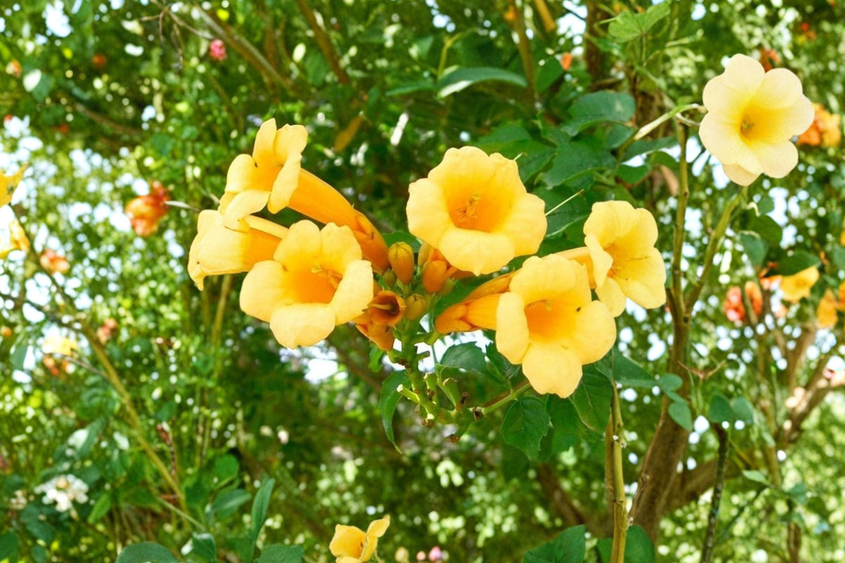 20 Seeds Yellow Trumpet Vine Campsis radicans Flava