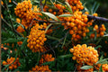 20 Seeds Sea Buckthorn Hippophae rhamnoides Hardy Deciduous Shrub