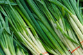 Ishikura Winter Long Onion Seeds – Heirloom Cold Hardy Bunching Green Onions for Gardens, Scallions, 250+ Seeds