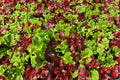 Gourmet Mixed Lettuce Seeds, Heirloom Non-GMO Salad Leaf Blend, Cut-and-Come-Again, 500+ Seeds for Continuous Harvests
