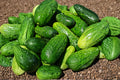 Addis Heirloom Cucumber Seeds – Crisp Slicing, High Yield, Non-GMO Garden Vegetable, Climbing Vine for Fresh Eating