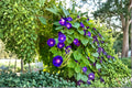 Grandpa Ott Morning Glory Seeds – Heirloom Purple Climbing Vine, Non-GMO Fast-Growing Flower for Gardens, Fences, and Arbors