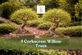 Corkscrew Willow Trees Live Plants – Salix matsudana, Twisted Branches, Ornamental, Fast-Growing, Landscaping, Bonsai