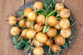 Golden Helios Radish Seeds – Heirloom Non-GMO Fast Growing Vegetable for Garden, Salad, and Container Planting