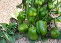 Emerald Giant Bell Pepper Seeds Organic Heirloom Large Green to Red Vegetable Seeds for Garden Planting