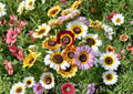 Painted Daisy Mix Seeds | Bright Colorful Large Blooms | Chrysanthemum Carinatum Flower Seeds for Garden, Cut Flowers