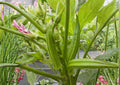 Okra Seeds – Heirloom Non-GMO Perkins Long Pod Vegetable Seeds for Garden Planting, High Yield Summer Crop