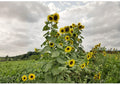 Lemon Queen Sunflower Seeds 50+ Pack | Large Soft Yellow Blooms | Pollinator Friendly Garden Planting Seeds