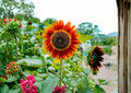 Red Sunflower Seeds, Heirloom Non-GMO, Deep Red Bloom, Ornamental Garden Planting, Helianthus annuus