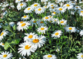 Shasta Daisy Seeds Heirloom Perennial Flower Garden Planting White Blooms Pollinator Friendly