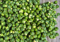 Catskill Brussels Sprouts Seeds - Organic Heirloom Non-GMO Vegetable Seeds for Garden Planting, Compact, High Yield, Brassica oleracea