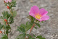 Prairie Wild Rose Seeds (15) – Native Rosa arkansana with Pink Blooms, Wild Rose Fragrance, Supports Pollinators, Drought Tolerant, Easy to Grow