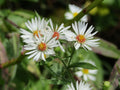 100 Seeds Heath Aster Symphyotrichum Ericoides Native Wildflower Perennial