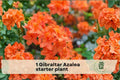 Gibraltar Azalea Starter Plant Rhododendron Exbury Hybrid Flowering Shrub for Garden Beds & Borders