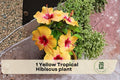 Yellow Tropical Hibiscus Plant – Live Starter Hibiscus rosa-sinensis with Bright Yellow Blooms, Indoor & Outdoor Flowering Shrub