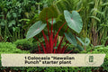 Colocasia esculenta Hawaiian Punch Elephant Ear Starter Plant – Tropical Foliage, Potted, Indoor/Outdoor, 4–8 Inches
