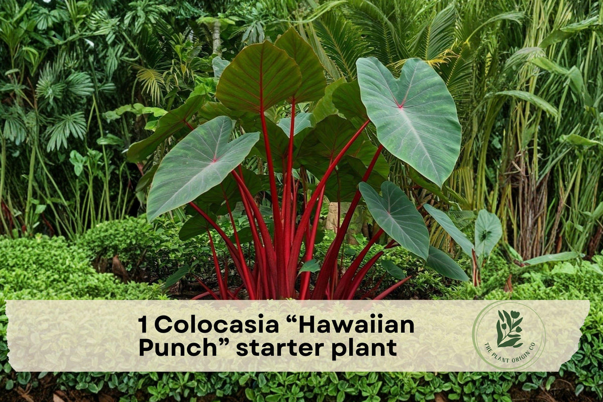 Colocasia esculenta Hawaiian Punch Elephant Ear Starter Plant – Tropical Foliage, Potted, Indoor/Outdoor, 4–8 Inches