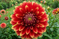 Go Go Purple Dahlia Flower Bulb – Vibrant Purple Blooms, Decorative Border Plant, Dahlia pinnata, Garden Flower Bulb