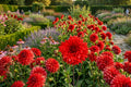 Red Babylon Dinner Plate Dahlia Bulb Tuber Clump | Large Perennial Blooms | Dahlia variabilis