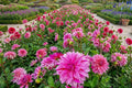 Flamed Babylon Lilac Dinner Plate Dahlia Bulb Tuber Clump - Perennial Blooms - Dahlia pinnata