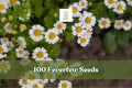 Feverfew Seeds - 100+ White Daisy-Like Flower Seeds - Tanacetum parthenium - Hardy Herb for Garden Borders & Containers