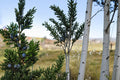 25 Seeds Eastern Red Cedar Juniperus virginiana Evergreen Tree