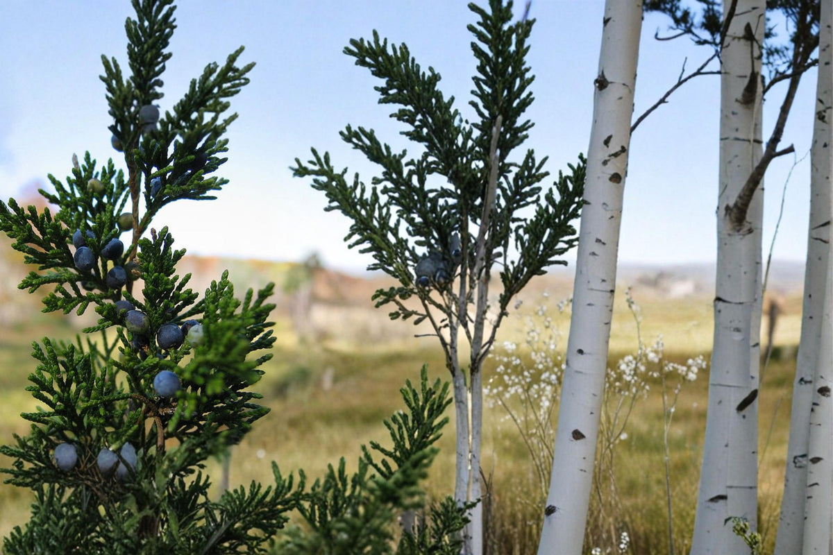 25 Seeds Eastern Red Cedar Juniperus virginiana Evergreen Tree