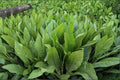 200 Seeds Asparagus Lettuce Lactuca sativa var. angustana