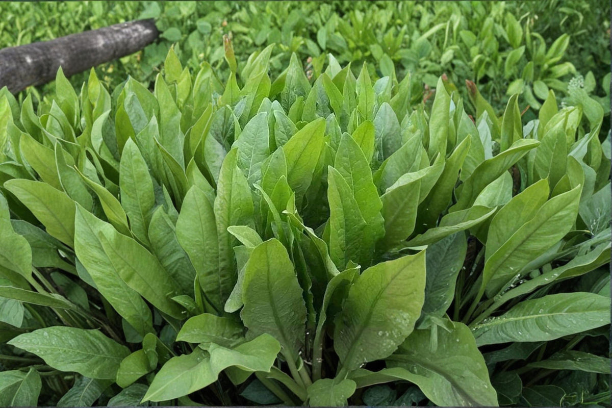 200 Seeds Asparagus Lettuce Lactuca sativa var. angustana