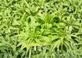 200 Celtuce Seeds - Asparagus Lettuce Taiwan Sword Leaf Heirloom Non-GMO Lactuca Sativa Stem Lettuce Garden Planting Seeds