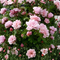 Climbing Rose Cuttings 8 Unrooted Pink Blooming Vine Heirloom Rosa spp. for Cottage Gardens