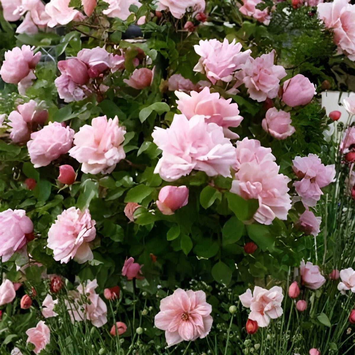 Climbing Rose Cuttings 8 Unrooted Pink Blooming Vine Heirloom Rosa spp. for Cottage Gardens