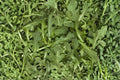 Heirloom Organic Astro Arugula Seeds – Fast-Growing Salad Green, Non-GMO, 500+ Seeds for Fresh, Tender, Peppery Leaves