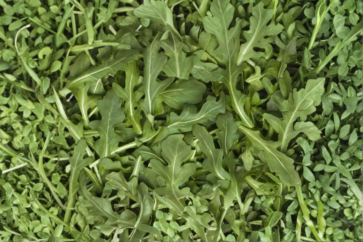 Heirloom Organic Astro Arugula Seeds – Fast-Growing Salad Green, Non-GMO, 500+ Seeds for Fresh, Tender, Peppery Leaves