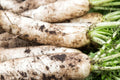 Japanese Minowase Daikon Radish Seeds – Heirloom, Non-GMO, Fast-Growing White Root Vegetable, 300+ Seeds