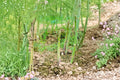 Organic UC 157 F2 Asparagus Seeds – Non-GMO Perennial Vegetable Crowns for Garden Beds and Long-Lasting Harvest