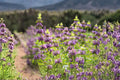 Organic Lemon Mint Bee Balm Seeds – Perennial Herb for Tea, Culinary Use, Pollinators, Heirloom, 500+ Seeds