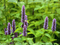 Anise Hyssop Seeds – Heirloom Blue Giant Agastache foeniculum for Herb & Pollinator Gardens, Non-GMO, Open-Pollinated