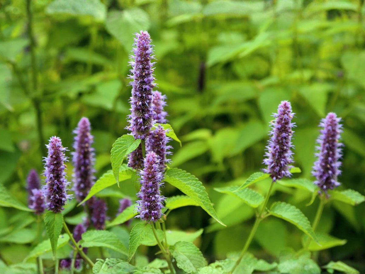 100 Seeds Anise Hyssop Heirloom Blue Giant Hyssop Herb Pollinator Garden