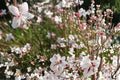 10 Seeds Biennial Beeblossom Gaura biennis Wildflower
