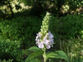 American Germander Seeds – Heirloom Non-GMO Perennial Flower Teucrium canadense, Native Wildflower, Pollinator-Friendly Planting