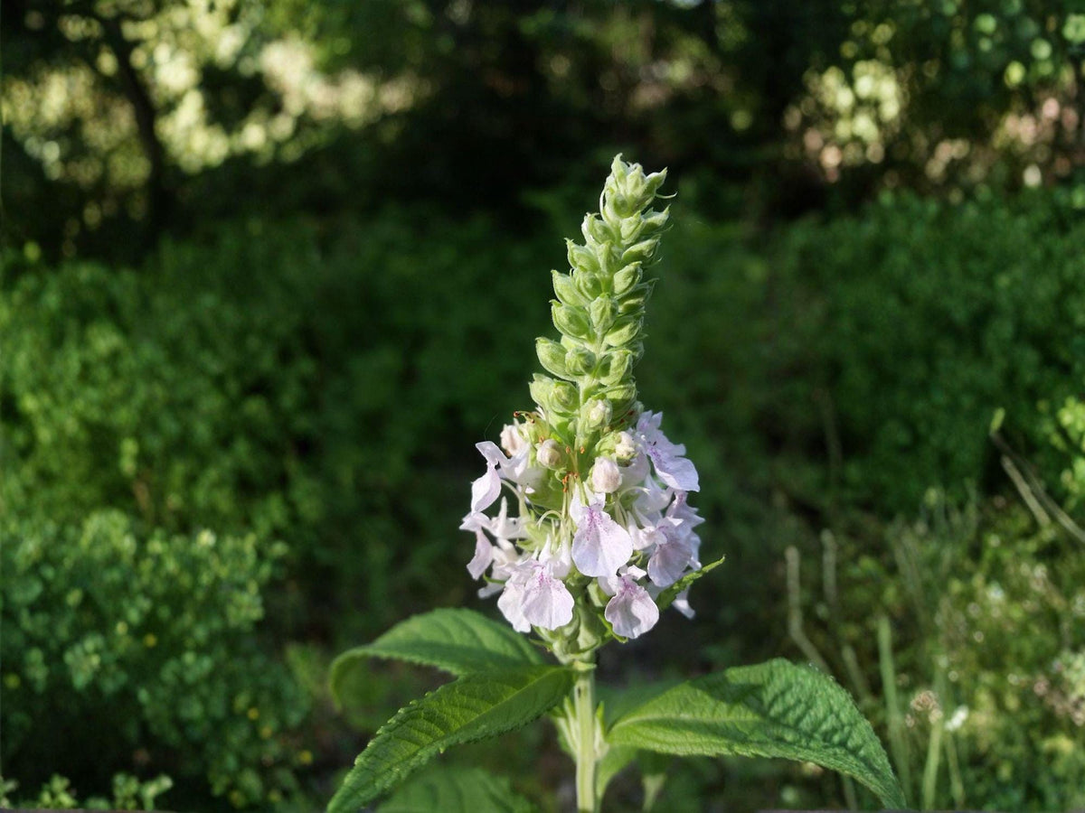 American Germander Seeds – Heirloom Non-GMO Perennial Flower Teucrium canadense, Native Wildflower, Pollinator-Friendly Planting