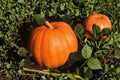Big Max Pumpkin Seeds – Giant Heirloom Non-GMO for Carving, Baking, Large Garden Planting, 50-100 lb Fruit