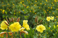 Evening Primrose Seeds - 100 Count - Yellow Wildflower - Oenothera biennis - Biennial Herbaceous Plant for Meadows and Gardens